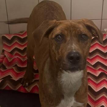 Rescue Hound Dogs for Adoption in Ulster, Pennsylvania - Sasha | PetCurious