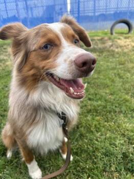 Cooper -  Australian Shepherd Dog for Adoption in Kennewick, Washington - Cooper | PetCurious