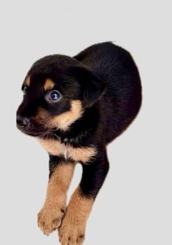 Shepherd Dogs Available for Adoption in Caguas, Caguas - Paco Pedro | PetCurious
