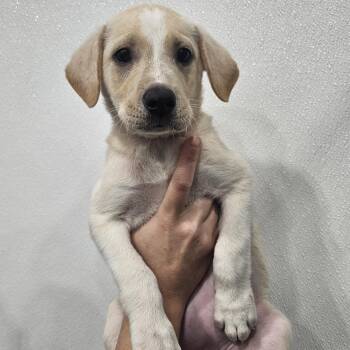 Tru -  Labrador Retriever and Hound Dog for Adoption in Kalamazoo, Michigan - Tru | PetCurious