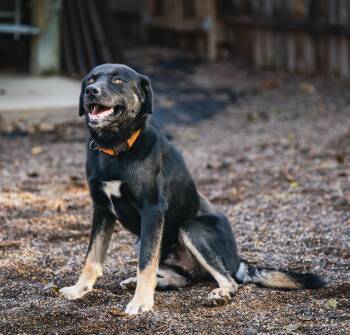Eldorado -  Husky and Retriever Dog for Adoption in Red Wing, Minnesota - Eldorado | PetCurious