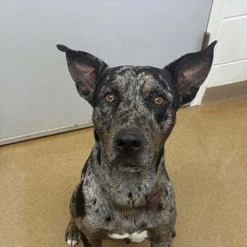Catahoula Leopard Dog and Mixed Breed Dogs Available for Adoption in Corpus Christi, Texas - Chip Dip | PetCurious