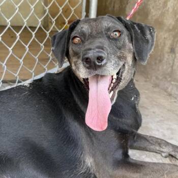 Green Bean -  Black Labrador Retriever and Hound Dog for Adoption in Austin, Texas - Green Bean | PetCurious
