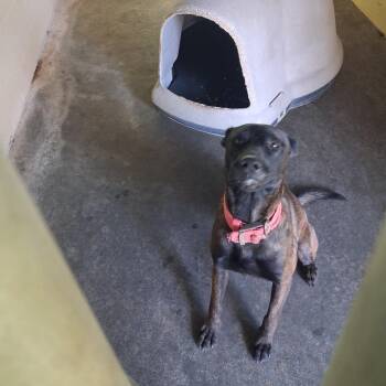 Huckleberry -  Dutch Shepherd Dog for Adoption in Lyons, Georgia - Huckleberry | PetCurious