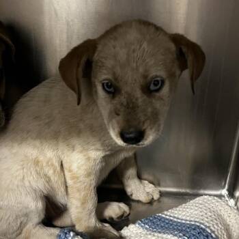 Cream Cheese -  Mixed Breed Dog for Adoption in Chattanooga, Tennessee - Cream Cheese | PetCurious