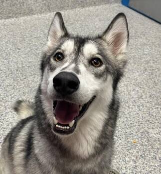 Balto -  Siberian Husky Dog for Adoption in Golden, Colorado - Balto | PetCurious