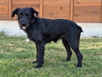 Levi -  Schnauzer Dog for Adoption in Helotes, Texas - Levi | PetCurious