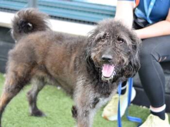 Brownie -  Mixed Breed Dog for Adoption - Brownie | PetCurious