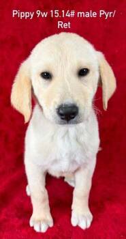 Great Pyrenees and Retriever Dogs Available for Adoption in Brewster, New York - Pippy (P Puppies) | PetCurious