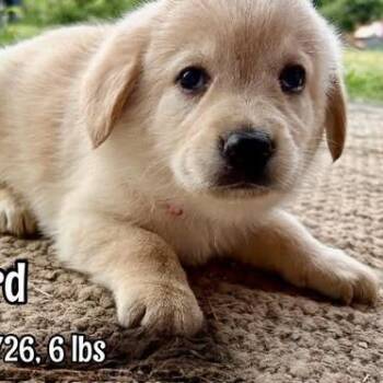 Howard -  Labrador Retriever and Mixed Breed Dog for Adoption in Alma, Wisconsin - Howard | PetCurious