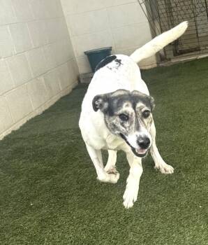 Ethel Dixon -  Shepherd Dog for Adoption in Rockaway, New Jersey - Ethel Dixon | PetCurious