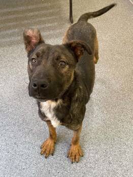 Sheriff -  Shepherd Dog for Adoption in Covington, Virginia - Sheriff | PetCurious