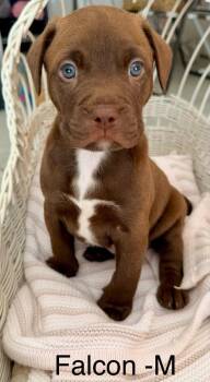 Falcon -  American Staffordshire Terrier and American Bulldog Dog for Adoption in Trenton, New Jersey - Falcon | PetCurious