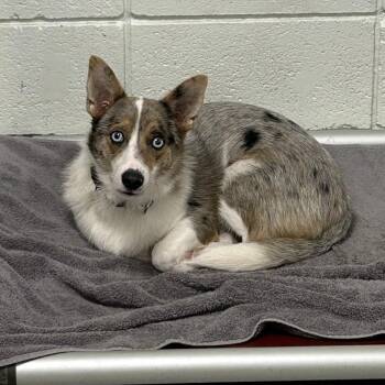 Milo -  Cardigan Welsh Corgi and Mixed Breed Dog for Adoption in Jupiter, Florida - Milo | PetCurious