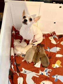 Chihuahua Dogs Available for Adoption in Berlin, New Jersey - Blossom | PetCurious