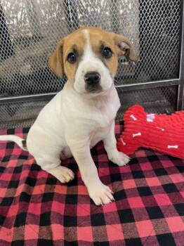 Jack Russell Terrier and Boxer Dogs Available for Adoption in Kirksville, Missouri - Honey | PetCurious