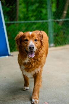 Zeus -  Golden Retriever Dog for Adoption in Morgantown, West Virginia - Zeus | PetCurious
