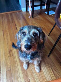 Girl Scout -  Mixed Breed Dog for Adoption in Wayne, New Jersey - Girl Scout | PetCurious