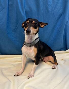 MAKAYLA -  Chihuahua Dog Available for Adoption in Margate, Florida - MAKAYLA | PetCurious