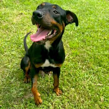 Tucker -  Mixed Breed Dog for Adoption in Jacksonville, Florida - Tucker | PetCurious