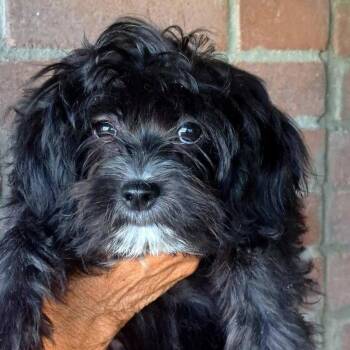 Rioux -  Yorkshire Terrier Dog for Adoption in Tucson, Arizona - Rioux | PetCurious