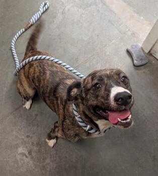 Rescue Australian Shepherd and Staffordshire Bull Terrier Dogs for Adoption in Santa Cruz, California - SILVER DOLLAR* | PetCurious