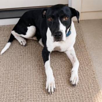 Sweet Molly -  American Staffordshire Terrier Dog for Adoption in Houston, Texas - Sweet Molly | PetCurious