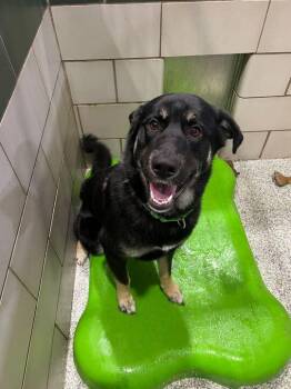 Shepherd Dogs Available for Adoption - Rocky | PetCurious