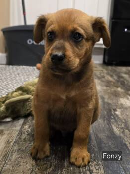 Rescue Labrador Retriever Dogs for Adoption in Glocester, Rhode Island - Fonzy | PetCurious