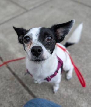 Curry -  Chihuahua Dog for Adoption in Santa Rosa, California - Curry | PetCurious