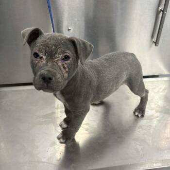 Mixed Breed Dogs Available for Adoption in Savannah, Georgia - Mr. Uncrustable | PetCurious