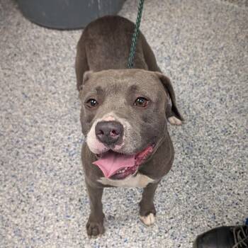 Cai -  Mixed Breed Dog for Adoption in Greenville, South Carolina - Cai | PetCurious