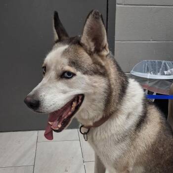 Bella Boo/ Zoey -  Husky Dog for Adoption in Lufkin, Texas - Bella Boo/ Zoey | PetCurious