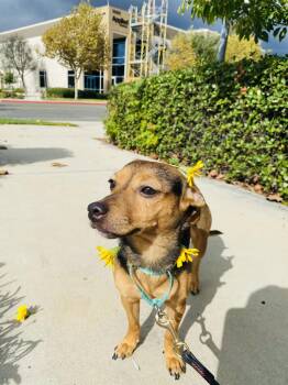Rescue Mixed Breed Dogs for Adoption in Rancho Santa Margarita, California - Foxy | PetCurious
