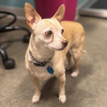 Teddy -  Mixed Breed Dog for Adoption in Janesville, Wisconsin - Teddy | PetCurious