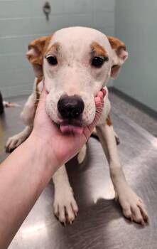 Piper -  Terrier Dog for Adoption in Athens, Tennessee - Piper | PetCurious