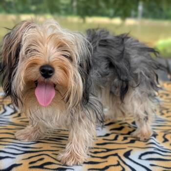 Nala 07-1823 -  Yorkshire Terrier Dog for Adoption in Covington, Georgia - Nala 07-1823 | PetCurious
