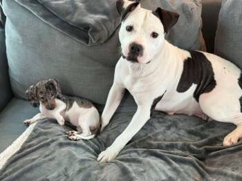 Rescue American Staffordshire Terrier and Bull Terrier Dogs for Adoption in Saugus, Massachusetts - Mama Goose Oreo | PetCurious