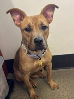 Bella Mia -  Pit Bull Terrier Dog for Adoption in Cleveland, Ohio - Bella Mia | PetCurious