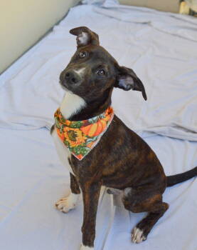 Rescue Terrier Dogs for Adoption in Mckinney, Texas - Jimmy | PetCurious