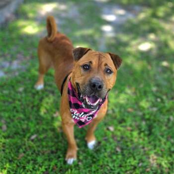 Mixed Breed Dogs Available for Adoption in Port Charlotte, Florida - Zeza | PetCurious