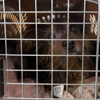 Chupi -  Mixed Breed Dog for Adoption in Philadelphia, Pennsylvania - Chupi | PetCurious