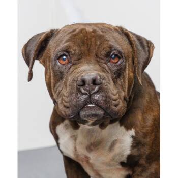 Rescue Pit Bull Terrier Dogs for Adoption in Palm Springs, California - Coco | PetCurious