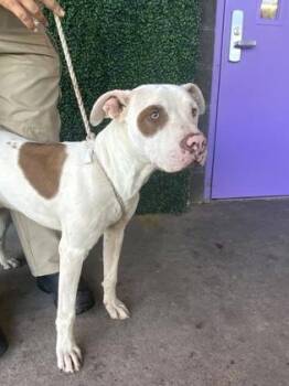 Pit Bull Terrier and Mixed Breed Dogs Available for Adoption - Balto | PetCurious