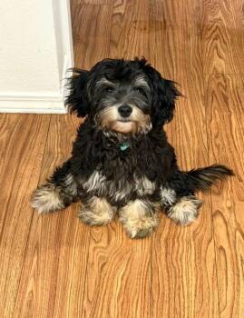 Willow -  Terrier Dog for Adoption in Ephrata, Washington - Willow | PetCurious