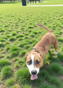 Rescue Mountain Cur Dogs for Adoption in Eloise, Florida - Bella | PetCurious