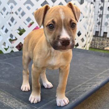 HALEY -  Boxer and Mixed Breed Dog for Adoption in San Juan Capistrano, California - HALEY | PetCurious