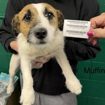 Jack Russell Terrier Dogs Available for Adoption in Blue Springs, Missouri - Muffin | PetCurious