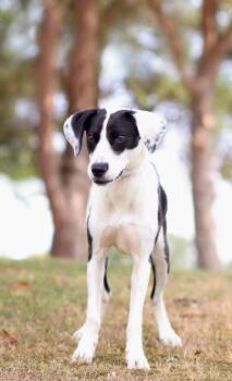 Chess -  Mixed Breed Dog for Adoption in Collierville, Tennessee - Chess | PetCurious