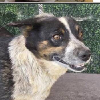 Husky and Mixed Breed Dogs Available for Adoption in Tacoma, Washington - Shrub | PetCurious